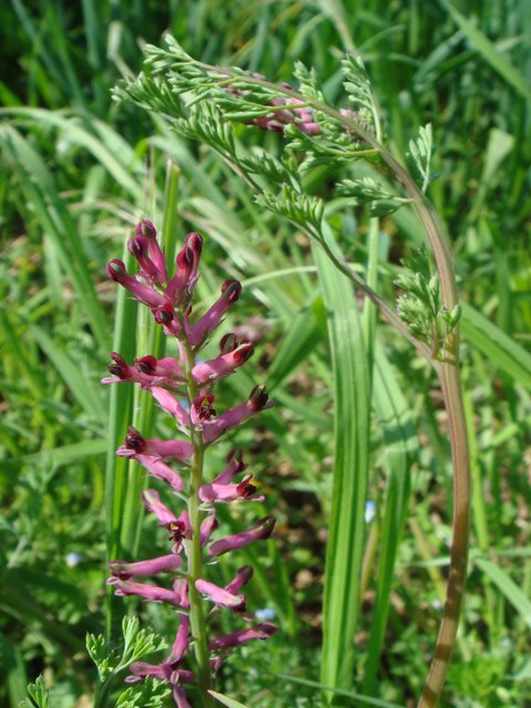 Fumaria officinalis fleur
